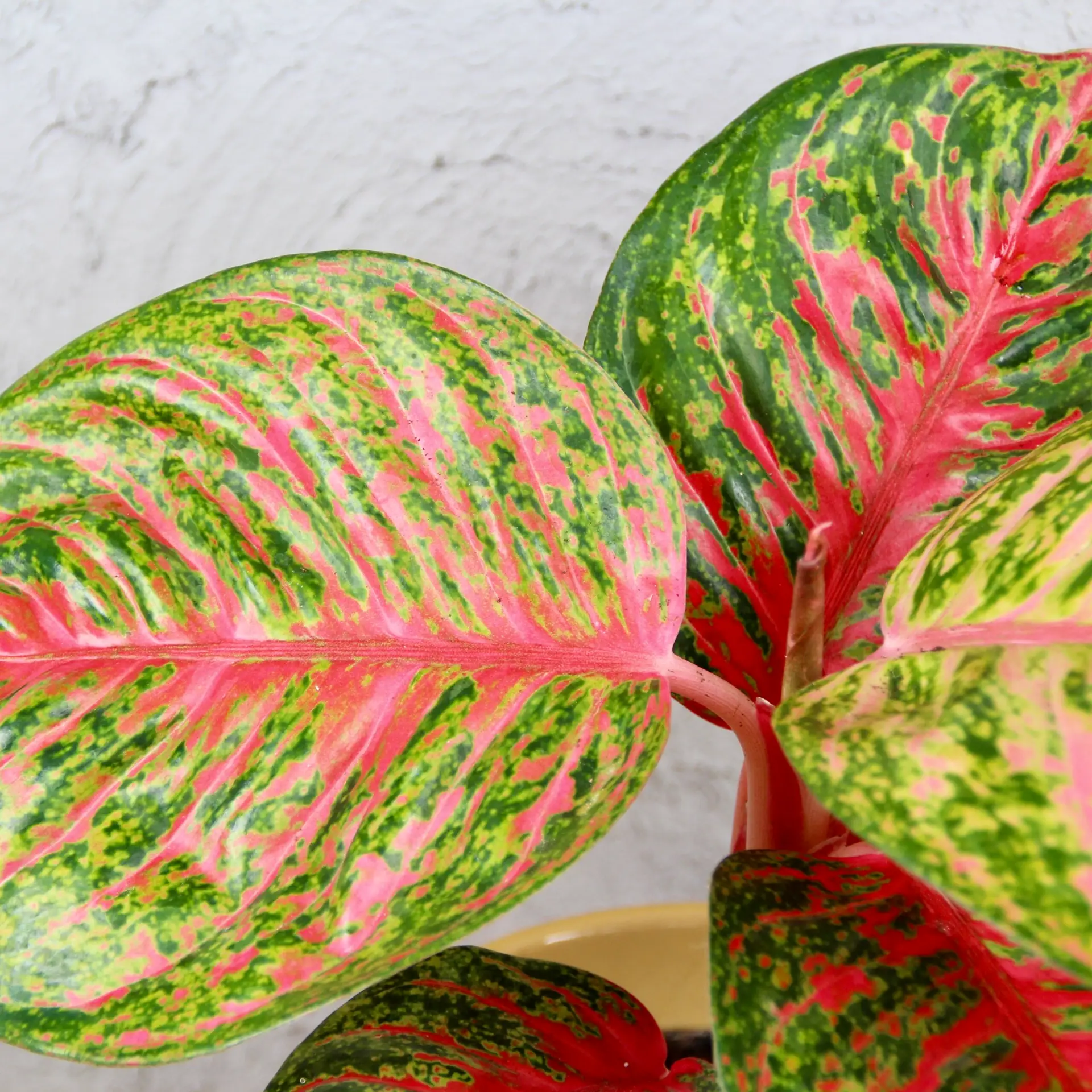 Aglaonema Samba Red 3 Aglaonema Samba Red – izbová rastlina s výraznými červeno-zelenými listami