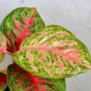 Aglaonema Samba Red – izbová rastlina s výraznými červeno-zelenými listami
