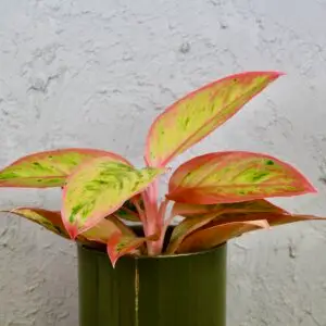 Aglaonema Jungle Lava – izbová rastlina s výraznými červeno-zelenými listami