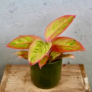 Aglaonema Jungle Lava – izbová rastlina s výraznými červeno-zelenými listami