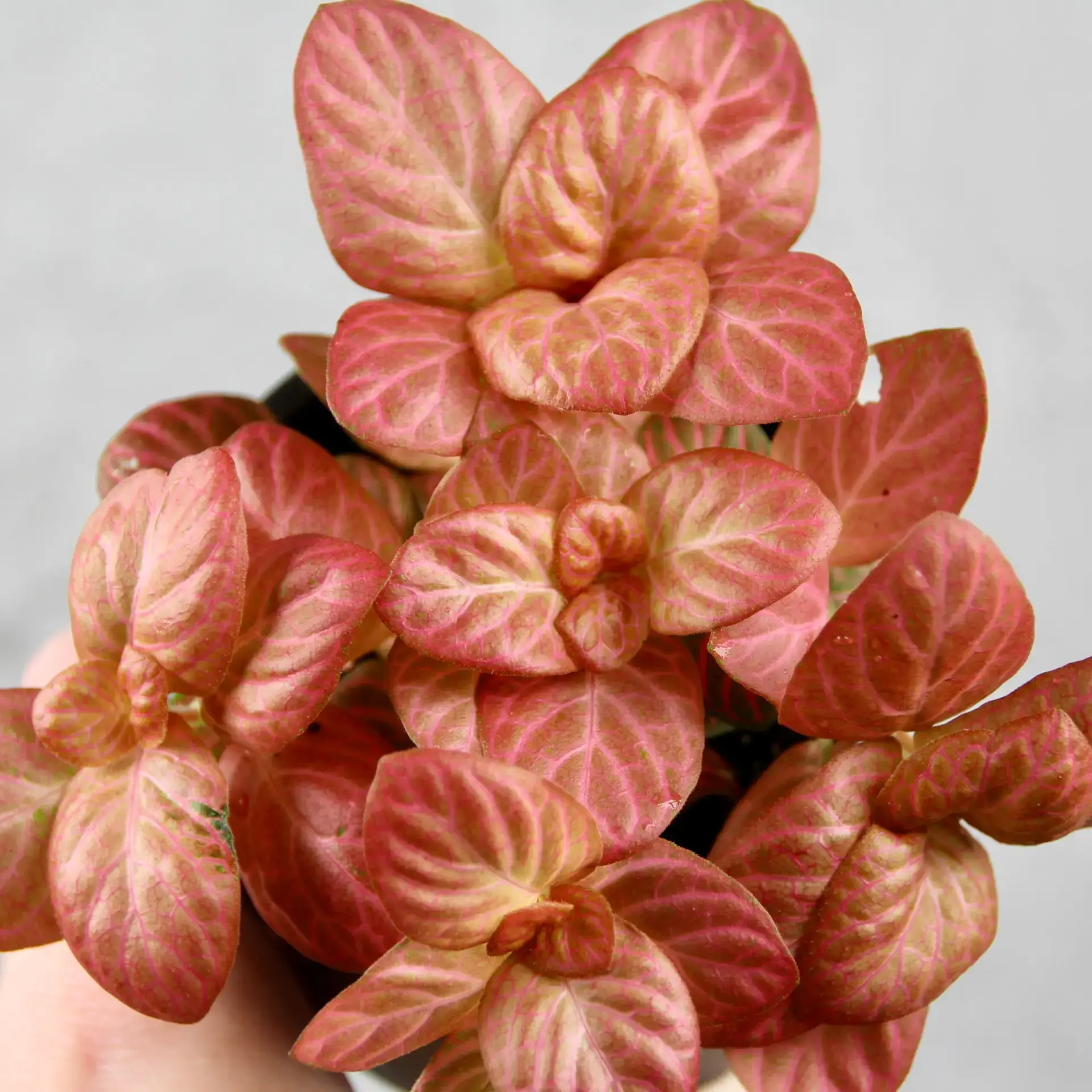 Fittonia Pink Special baby 2 Fittonia Pink Special baby - Image 2