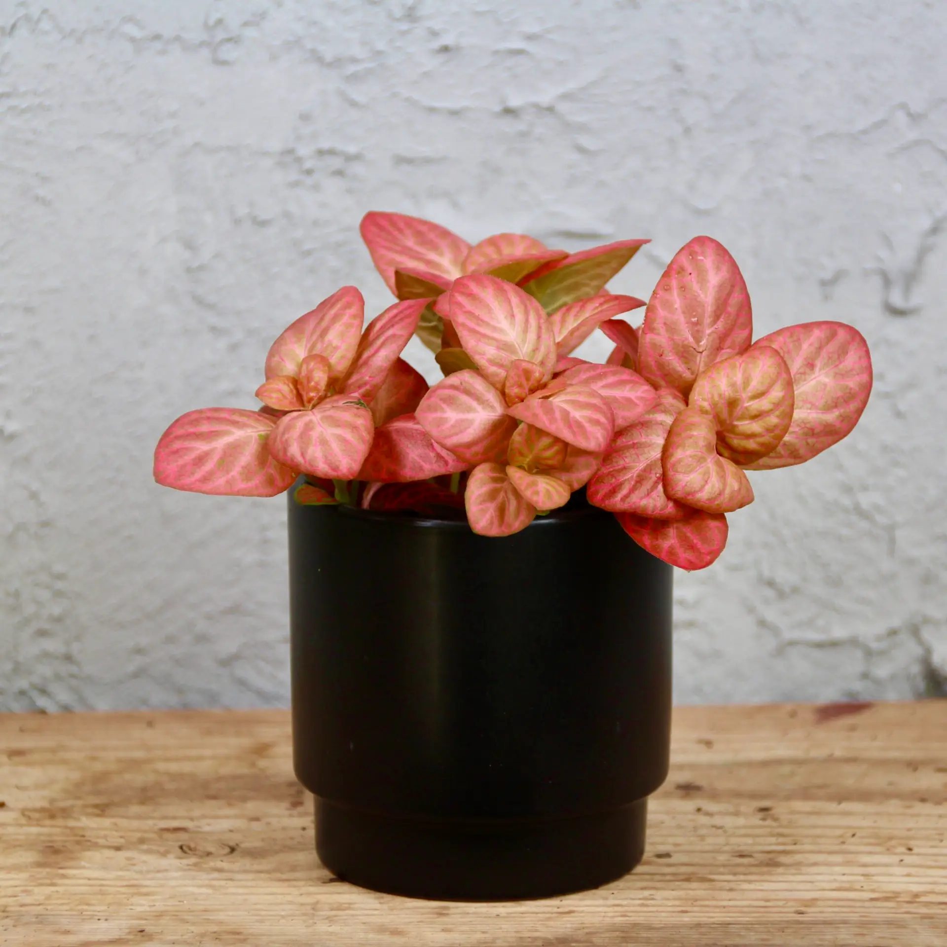 Fittonia Pink Special baby 3 Fittonia Pink Special baby - Image 3