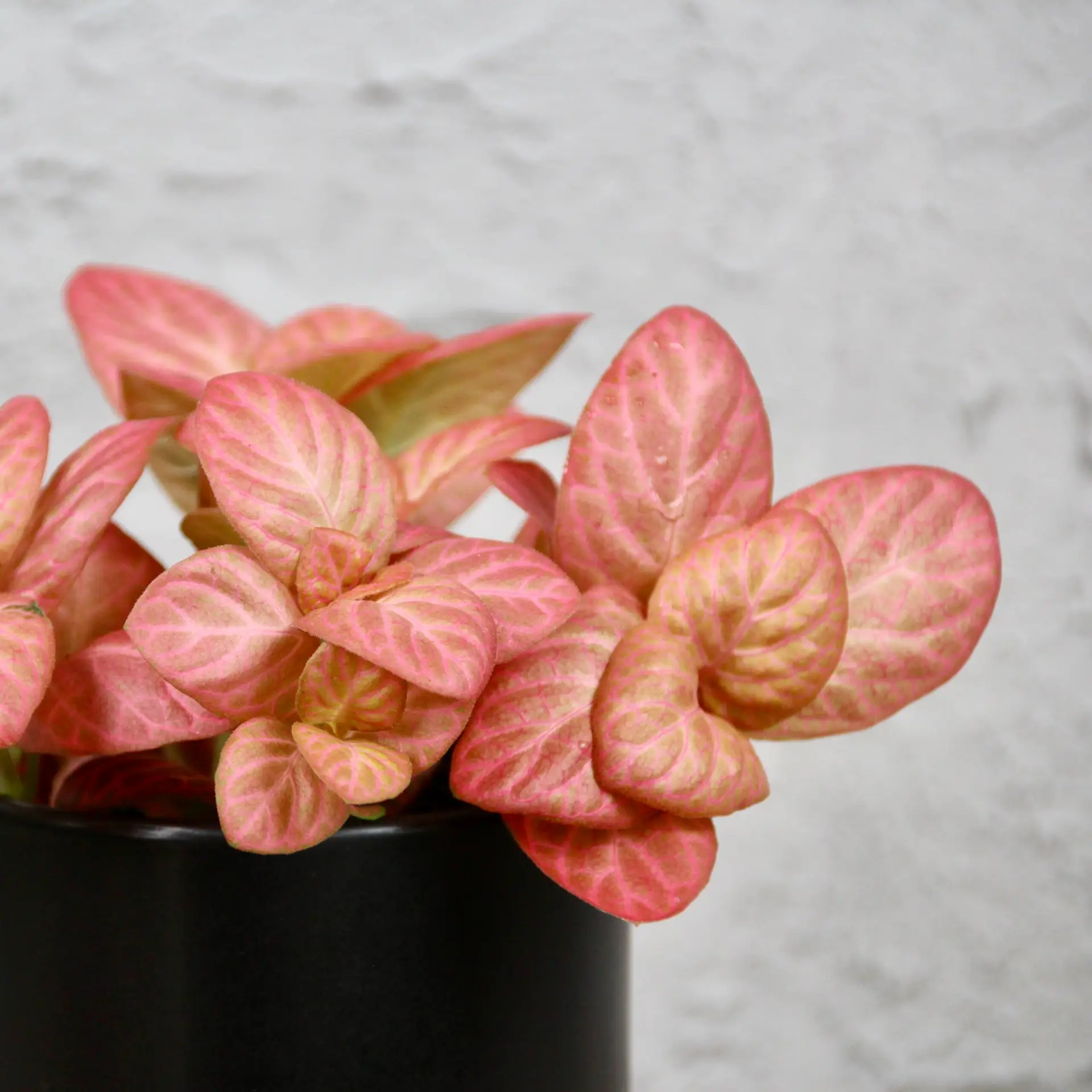 Fittonia Pink Special baby 1 Fittonia Pink Special baby
