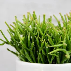 rhipsalis-pilocarpa-rastlinkovo