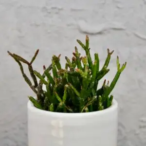 rhipsalis-hatiora-salicornioides-rastlinkovo