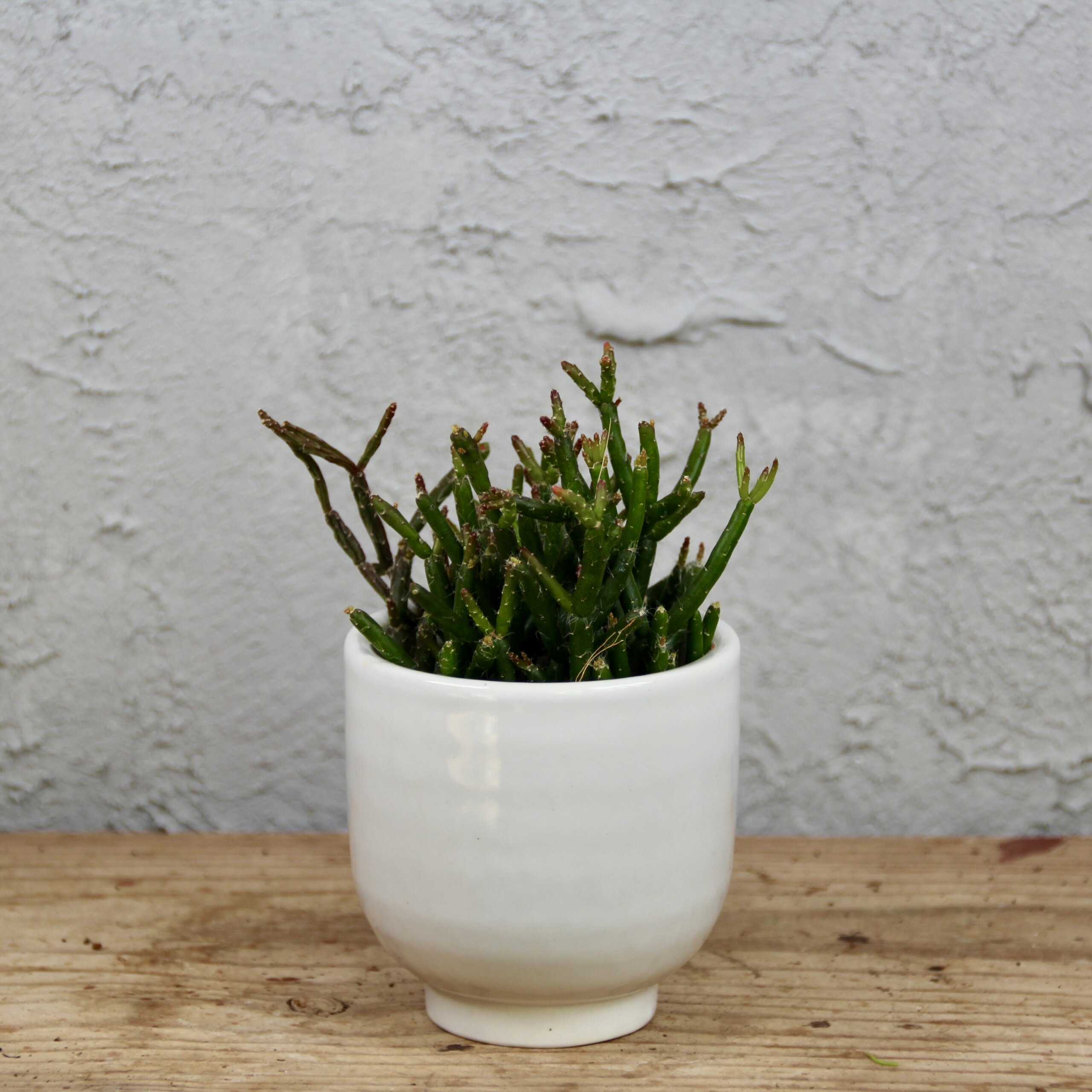 rhipsalis-hatiora-salicornioides-rastlinkovo