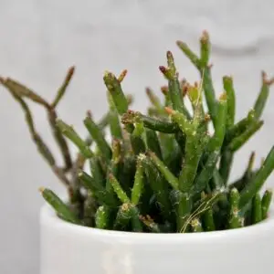 rhipsalis-hatiora-salicornioides-rastlinkovo