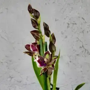 orchidea-rastlinkovo