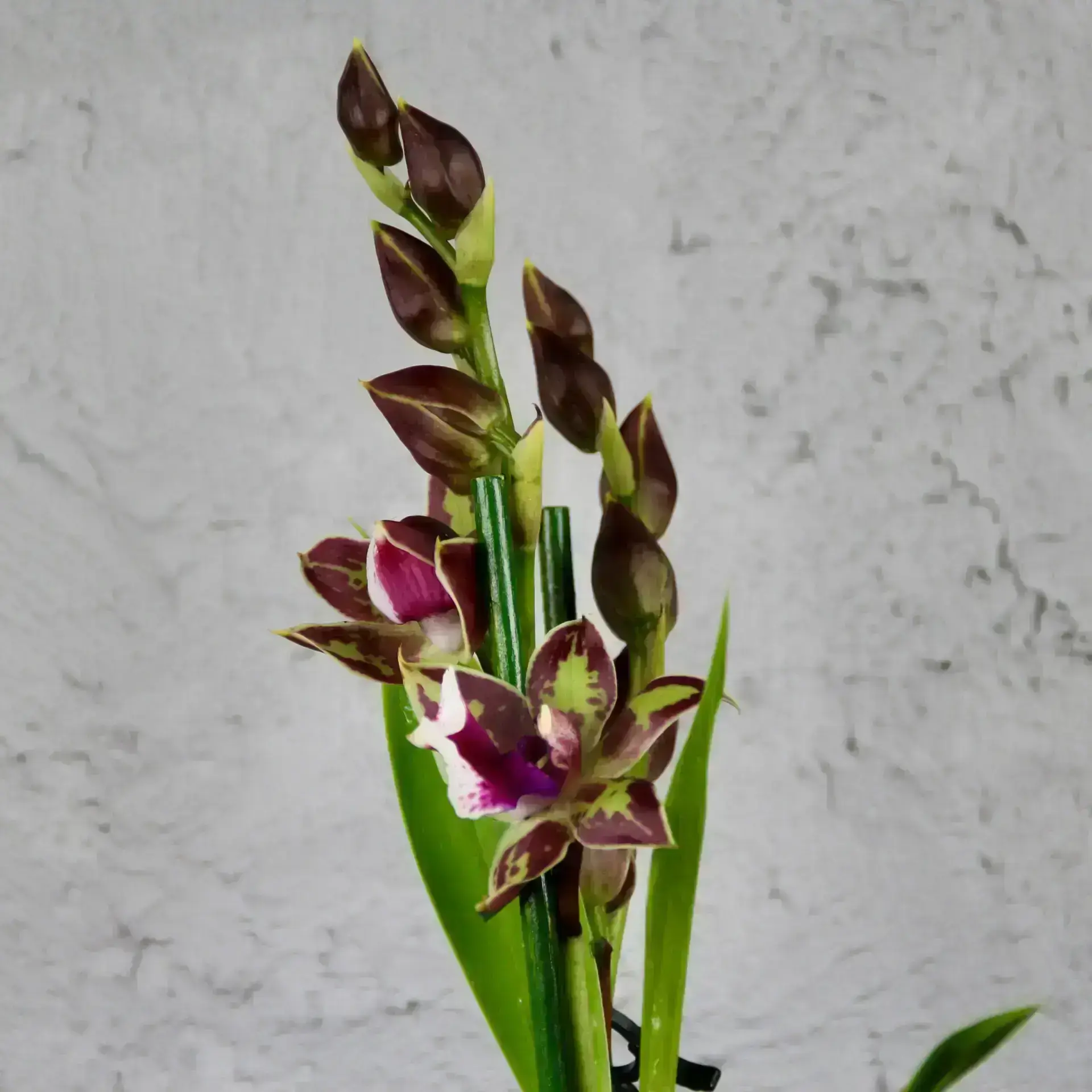 Orchidea Zygopetalum Jumpin Jack 2 orchidea-rastlinkovo