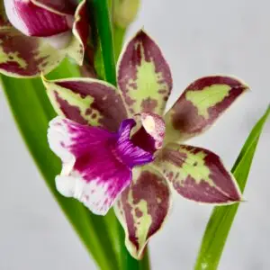 Zygopetalum Jumpin Jack – exotická orchidea s fialovo-zelenými kvetmi