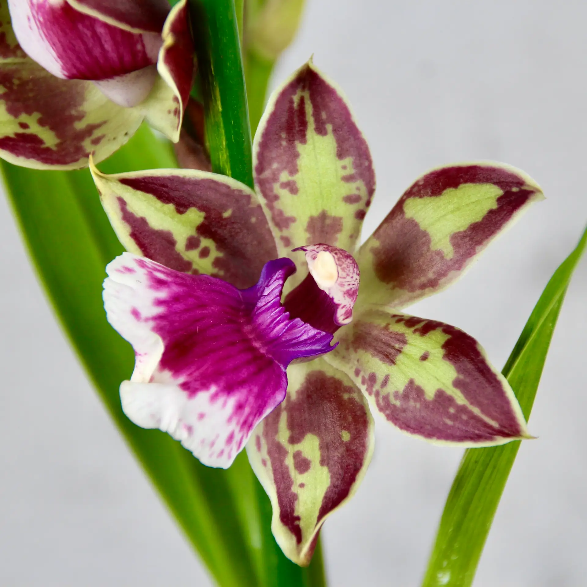 Orchidea Zygopetalum Jumpin Jack 1 Zygopetalum Jumpin Jack – exotická orchidea s fialovo-zelenými kvetmi