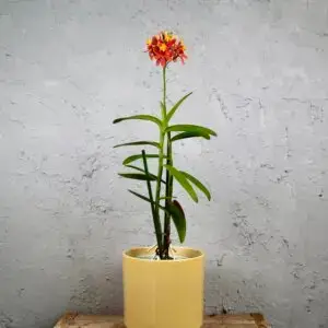Epidendrum radicans – oranžovo-červená orchidea s výraznými kvetmi
