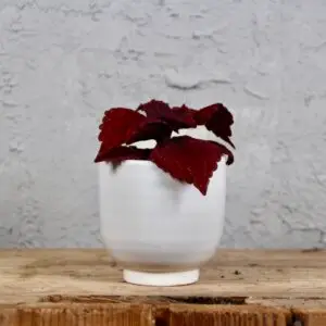 coleus-blumei-wizard-vino-rastlinkovo