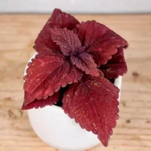 coleus-blumei-wizard-vino-rastlinkovo