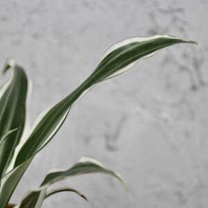 dracaena-deremensis-compacta-white-jewel-rastlinkovo