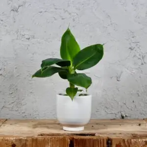 musa-acuminata-rastlinkovo