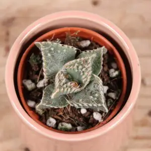 lithops-samurai-rastlinkovo