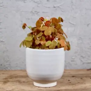 Oxalis-Kyslička-Sunset-Velvet-rastlinkovo