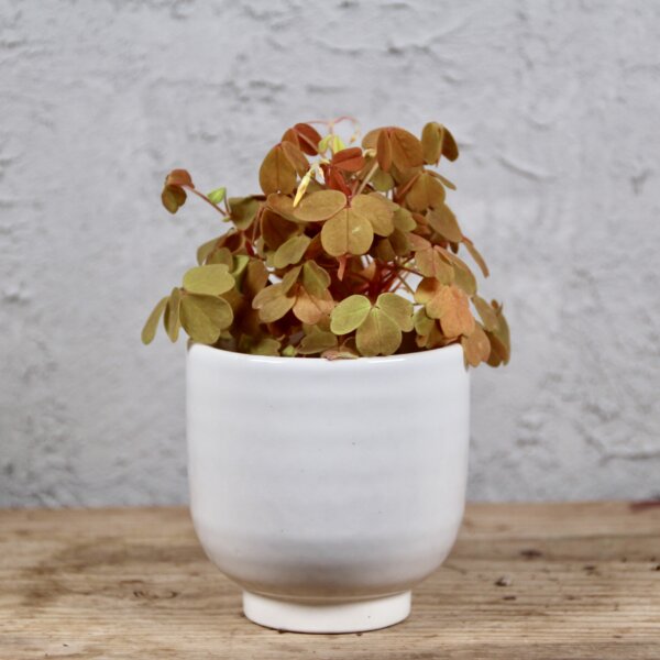Oxalis-Kyslička-Sunset-Velvet-rastlinkovo