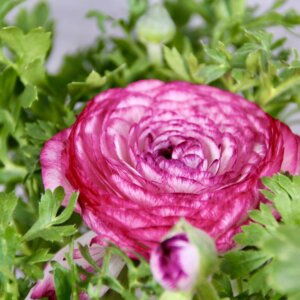 Ranunculus – nádherný kvitnúci iskerník do záhrady aj kvetináča
