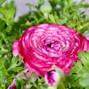 Ranunculus – nádherný kvitnúci iskerník do záhrady aj kvetináča