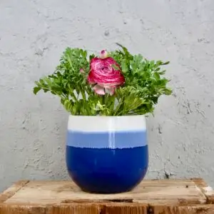 Ranunculus – nádherný kvitnúci iskerník do záhrady aj kvetináča