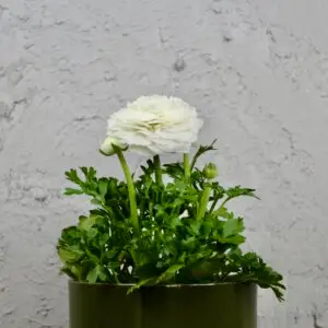 Ranunculus – nádherný kvitnúci iskerník do záhrady aj kvetináča
