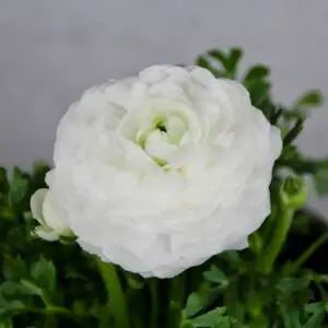 Ranunculus – nádherný kvitnúci iskerník do záhrady aj kvetináča