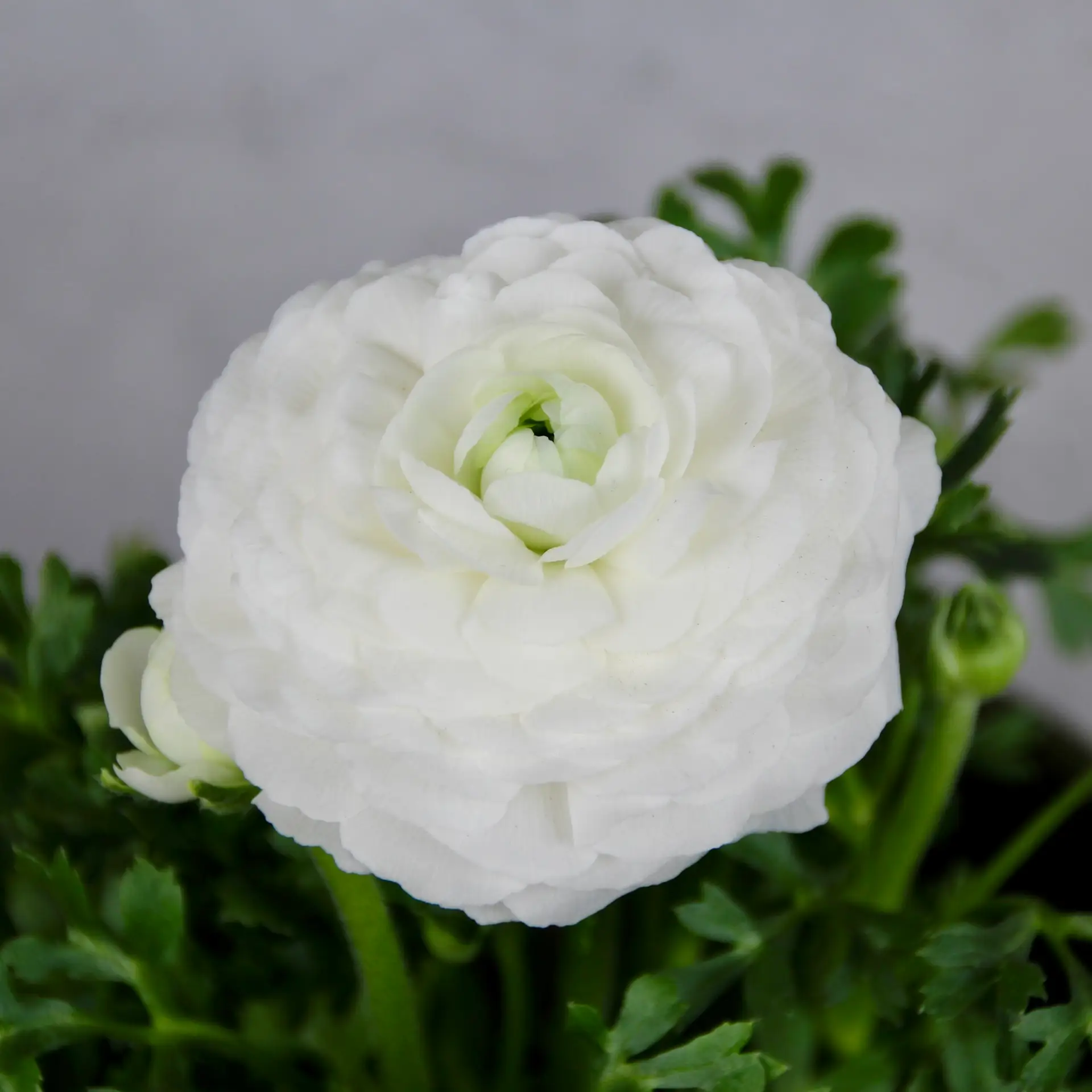 Ranunculus Iskerník biely 1 Ranunculus – nádherný kvitnúci iskerník do záhrady aj kvetináča