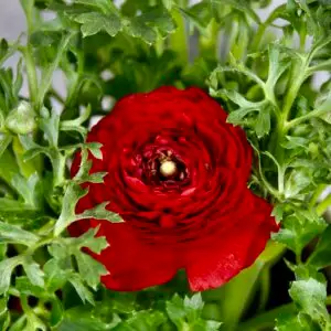 Ranunculus – nádherný kvitnúci iskerník do záhrady aj kvetináča