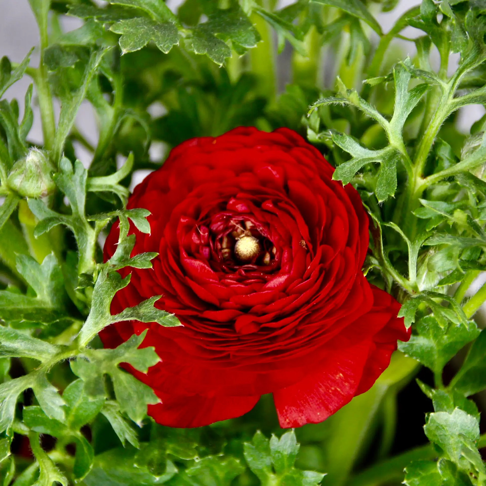 Ranunculus Iskerník červený 2 Ranunculus – nádherný kvitnúci iskerník do záhrady aj kvetináča
