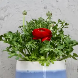 Ranunculus – nádherný kvitnúci iskerník do záhrady aj kvetináča