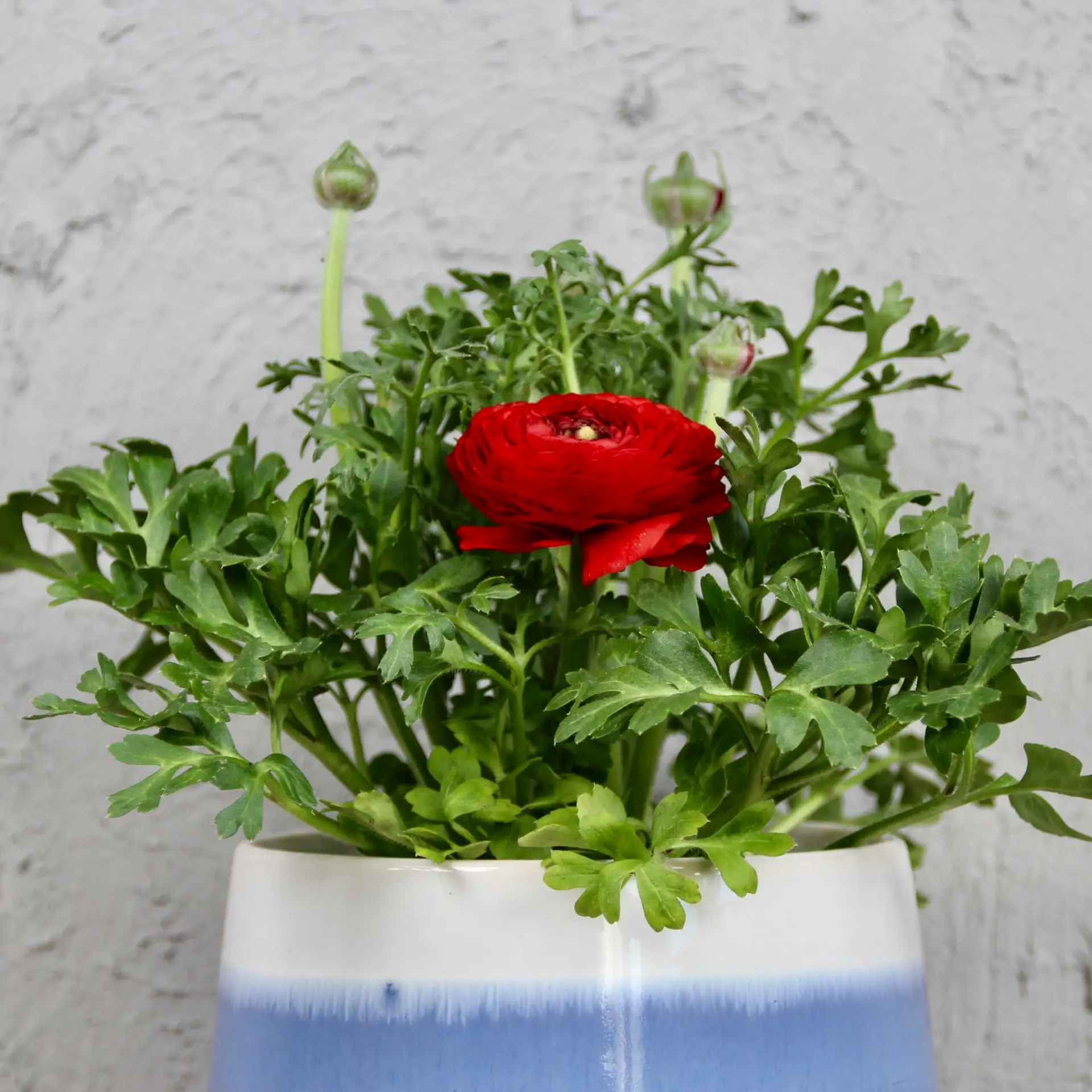 Ranunculus Iskerník červený 1 Ranunculus – nádherný kvitnúci iskerník do záhrady aj kvetináča