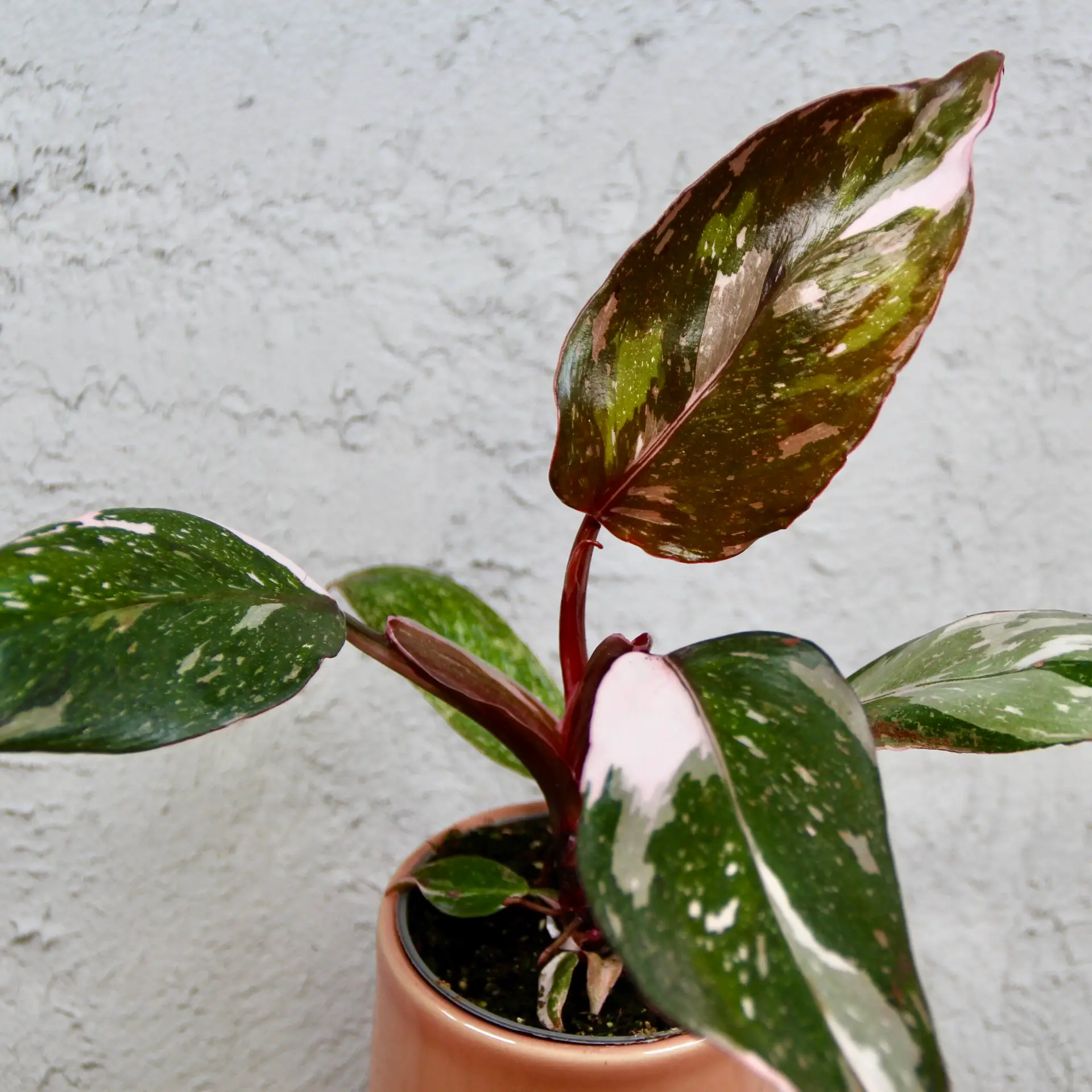 Philodendron red Anderson baby