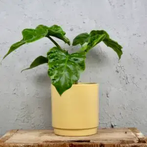 Alocasia Low Rider – kompaktná izbová rastlina s veľkými zelenými listami