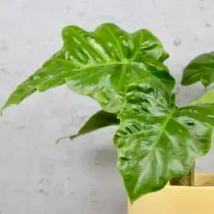 Alocasia Low Rider – kompaktná izbová rastlina s veľkými zelenými listami