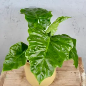 Alocasia Low Rider – kompaktná izbová rastlina s veľkými zelenými listami