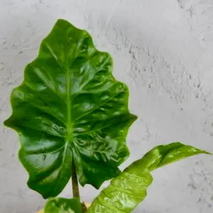 Alocasia Low Rider – kompaktná izbová rastlina s veľkými zelenými listami