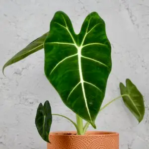 Alocasia Frydek – izbová rastlina s veľkými zamatovými listami