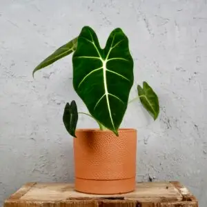 Alocasia Frydek – izbová rastlina s veľkými zamatovými listami