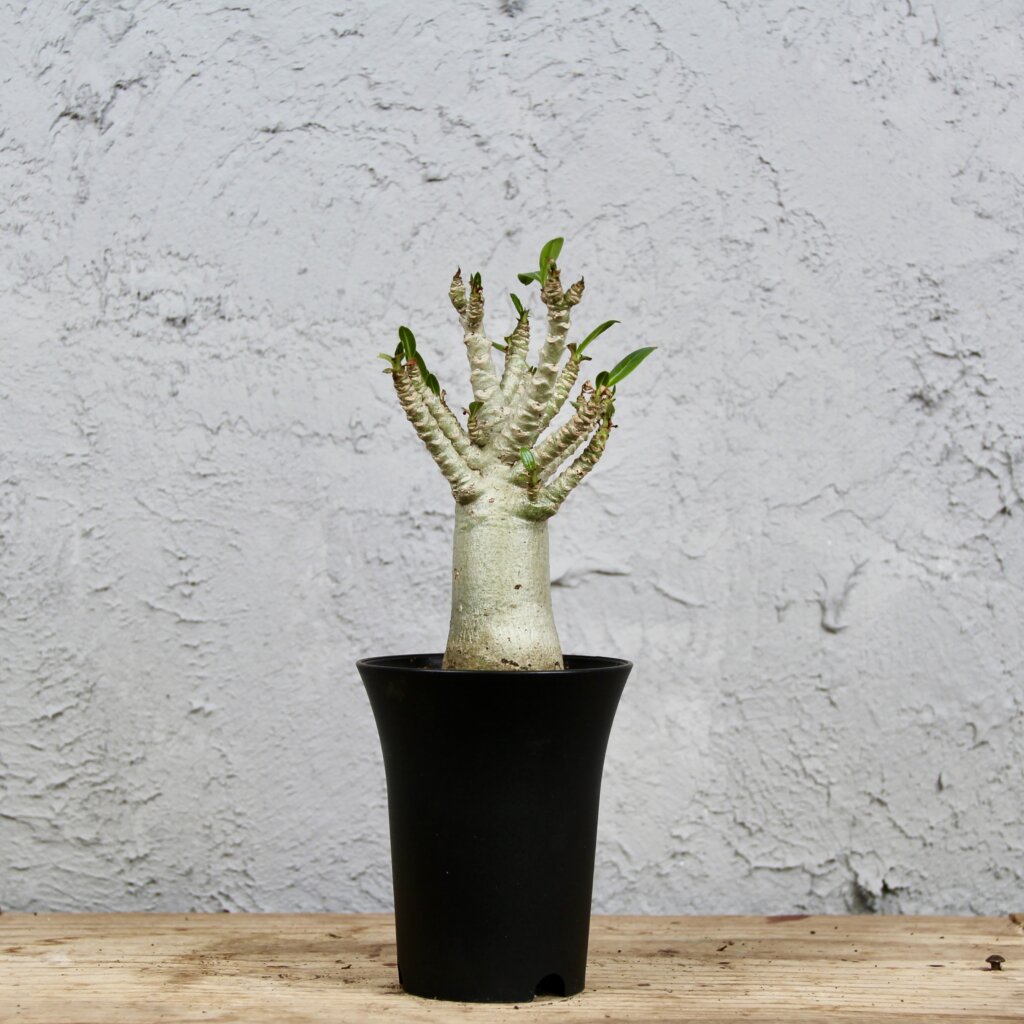 Adenium Baobab – exotická rastlina s hrubým kmeňom a sukulentnými vlastnosťami