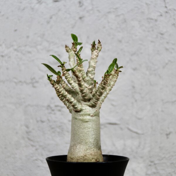 Adenium Baobab – exotická rastlina s hrubým kmeňom a sukulentnými vlastnosťami