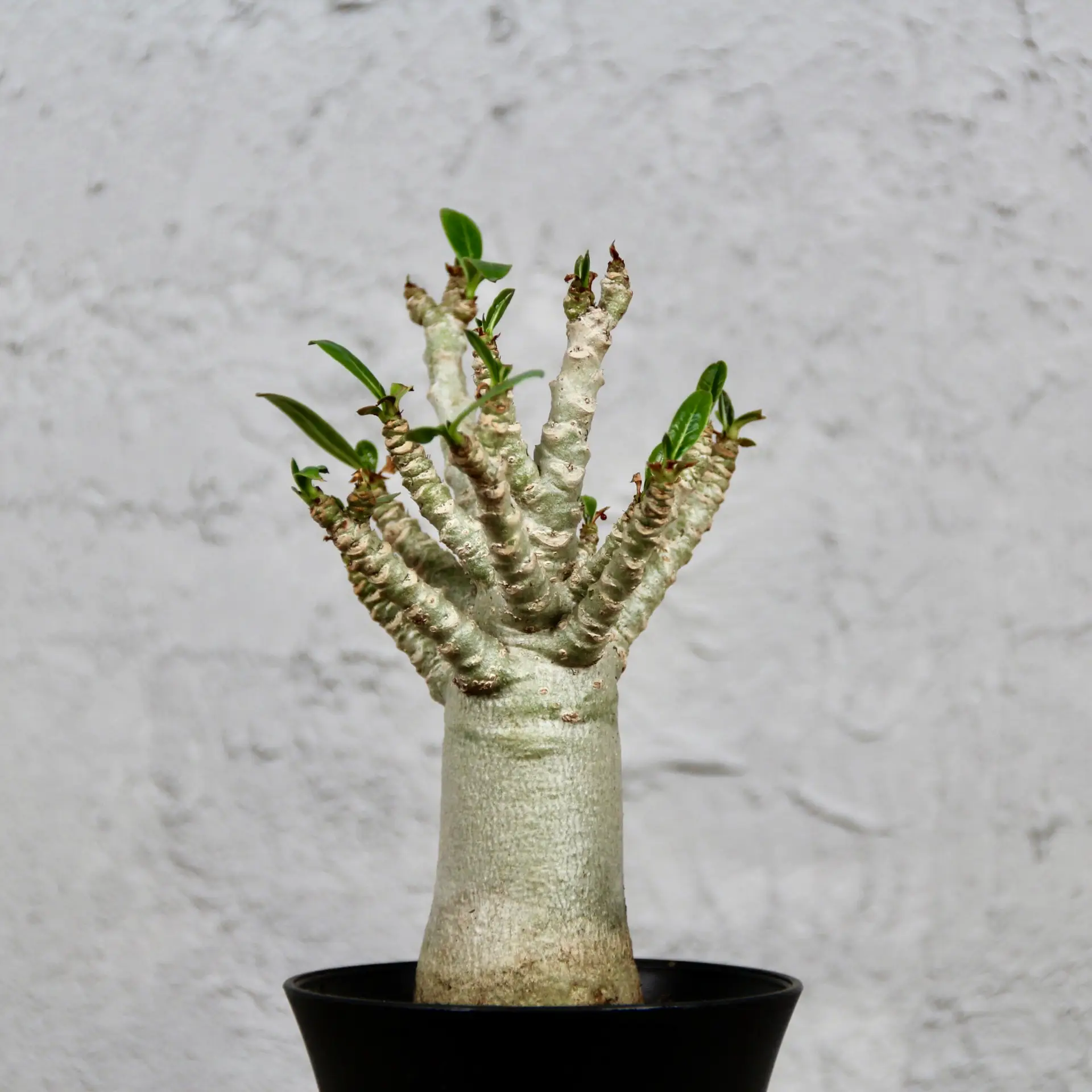 Adenium Baobab - Púštna ruža