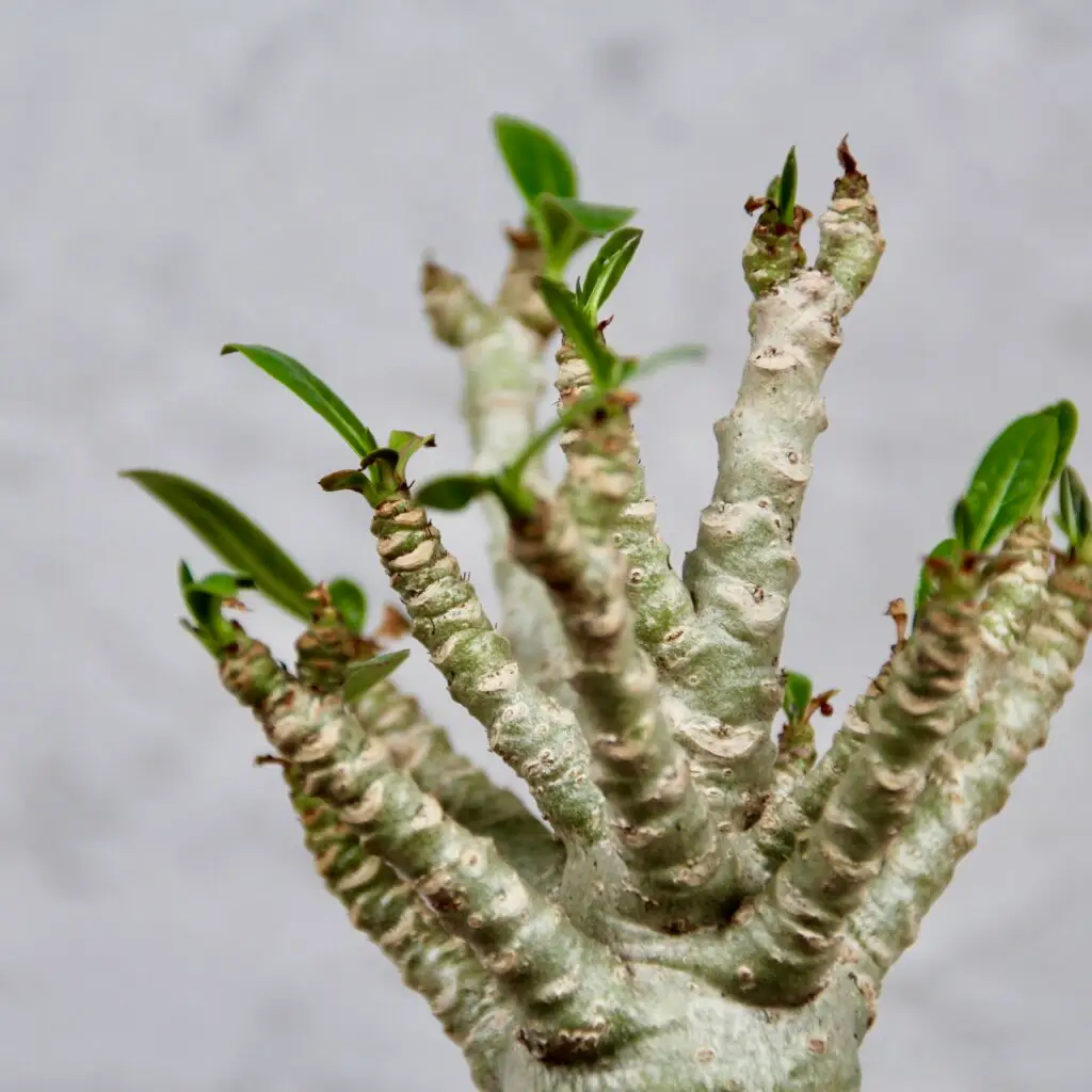 Adenium Baobab – exotická rastlina s hrubým kmeňom a sukulentnými vlastnosťami