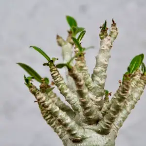 Adenium Baobab – exotická rastlina s hrubým kmeňom a sukulentnými vlastnosťami