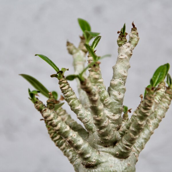 Adenium Baobab – exotická rastlina s hrubým kmeňom a sukulentnými vlastnosťami