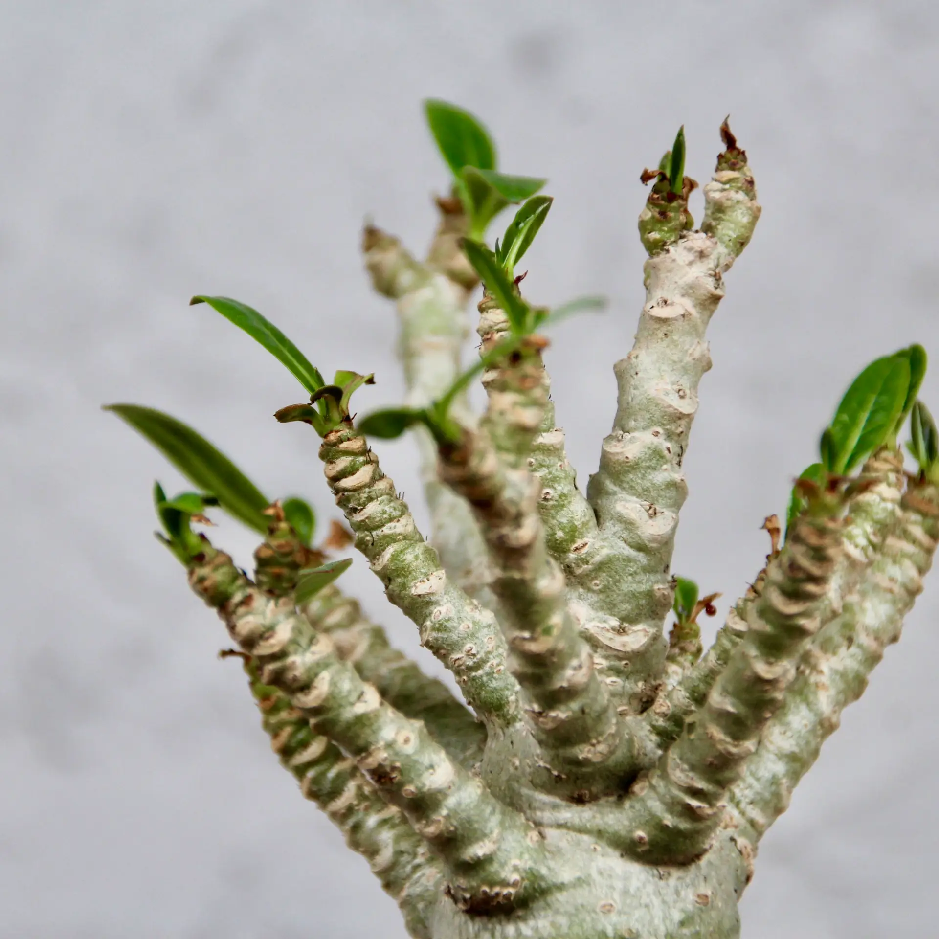 Adenium Baobab - Púštna ruža 2 Adenium Baobab – exotická rastlina s hrubým kmeňom a sukulentnými vlastnosťami