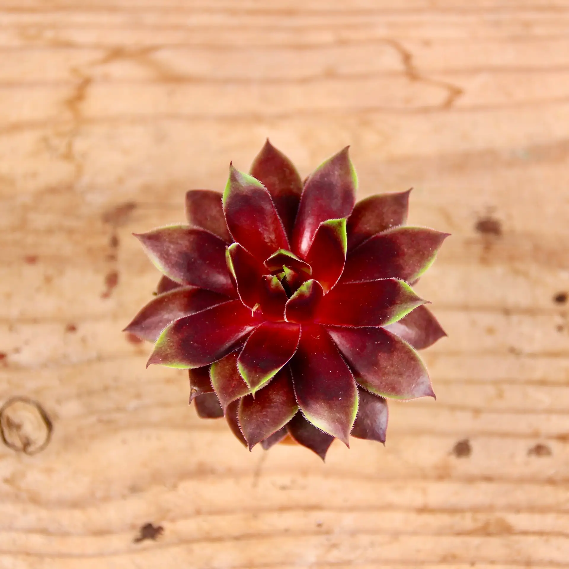Sempervivum Cranberry Cocktail - skalná ruža baby 1 Sempervivum Cranberry Cocktail – červená skalnička s vínovým sfarbením