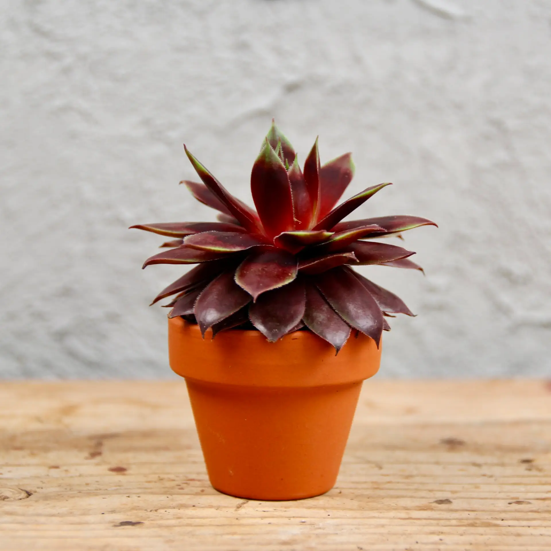 Sempervivum Cranberry Cocktail - skalná ruža baby 2 Sempervivum Cranberry Cocktail – červená skalnička s vínovým sfarbením
