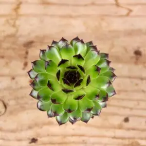Sempervivum Appletini – zelená skalnička s tmavými špičkami listov
